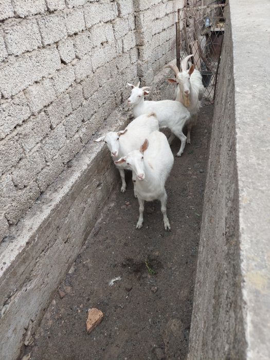 Уйда бокилган серкала сотилади