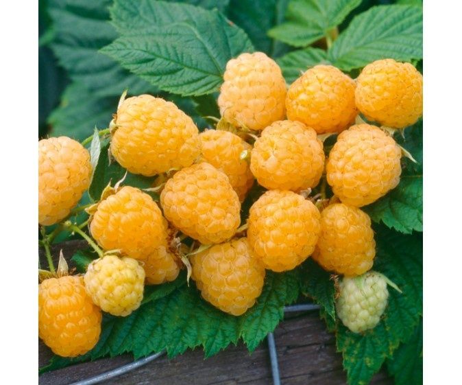 Zmeura Remontanta Produce Permanent