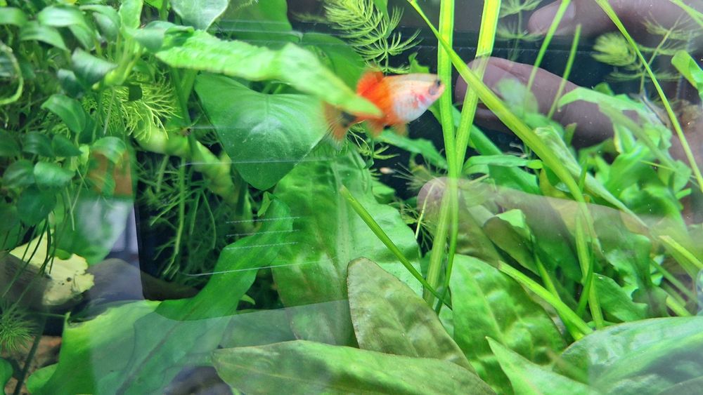 Schimb pești platty + o zebră voalată, cu masculi de guppy sau creveți