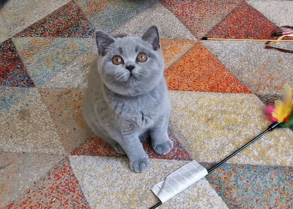 British shorthair cu pedigree