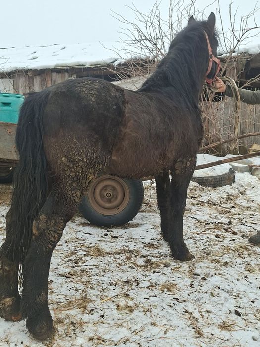 Vând mânz de 3 ani