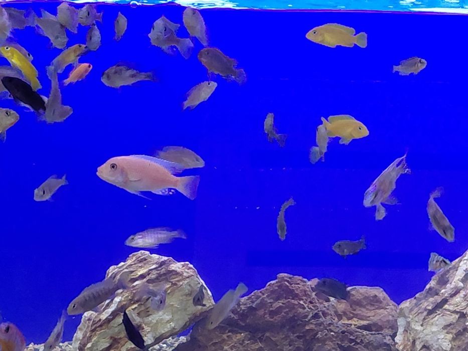 Продам малависких цихлид