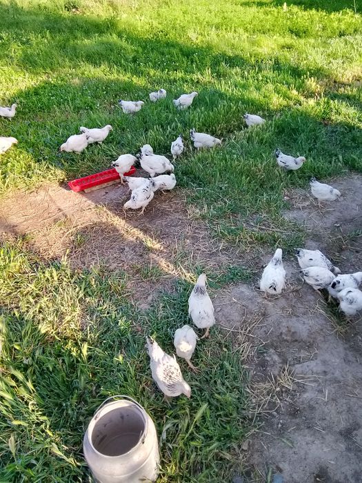 Балапан адлер цыплята