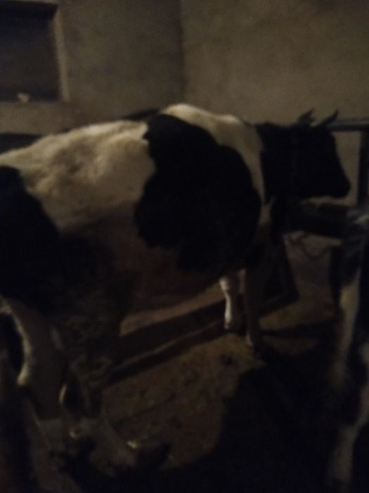 Семіз сиыр сатылады