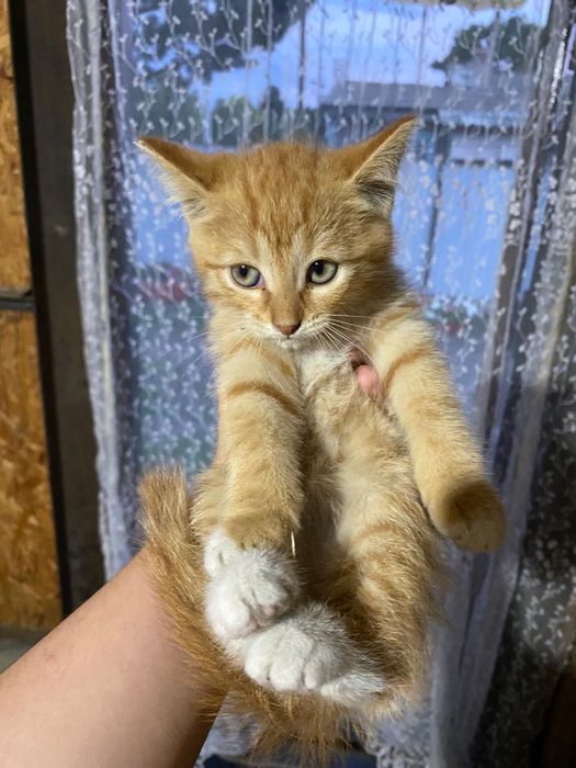 Отдам котят даром