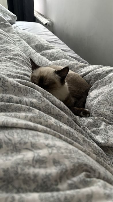 Сиамская кошка в добрые руки