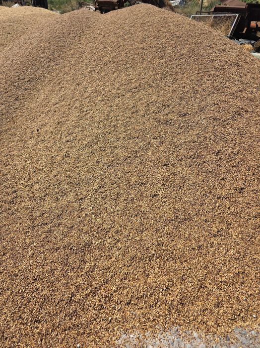 Продавам овес. Реколта 2025