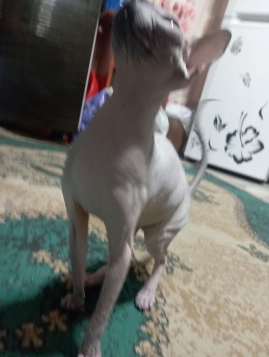 Кот сфинкс отдаю