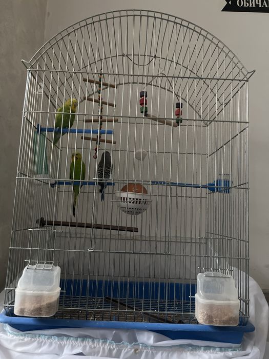 Вълнисти папагали