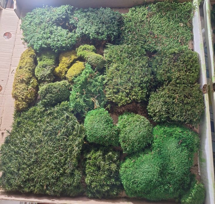 Стабилизированный мох