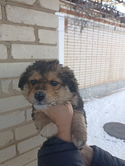 Отдам кутят  в добрые руки