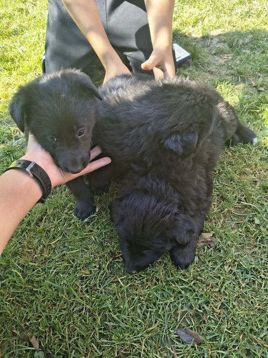 Suntem 3 cățeluși frumoși căutăm o casă nouă