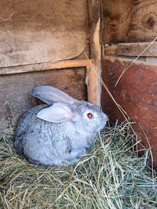 Vând iepure femelă negru