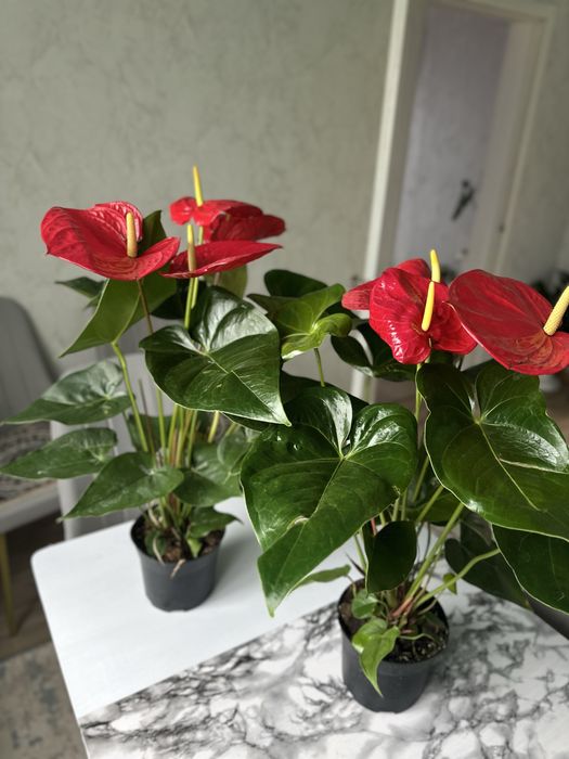 Комнатные цветых