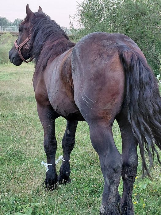 Manji de vanzare