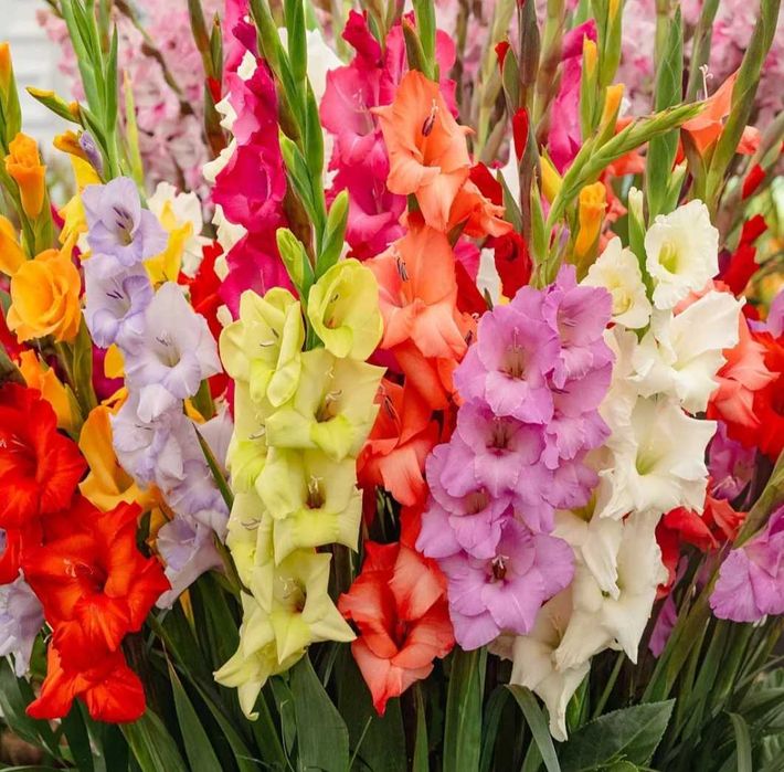 Vand mix bulbi gladiole