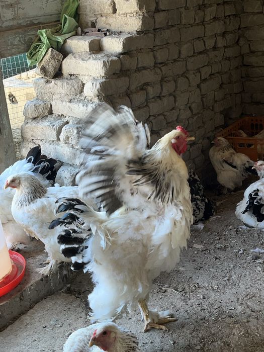 Birama tovuq xòrozlar sotiladi