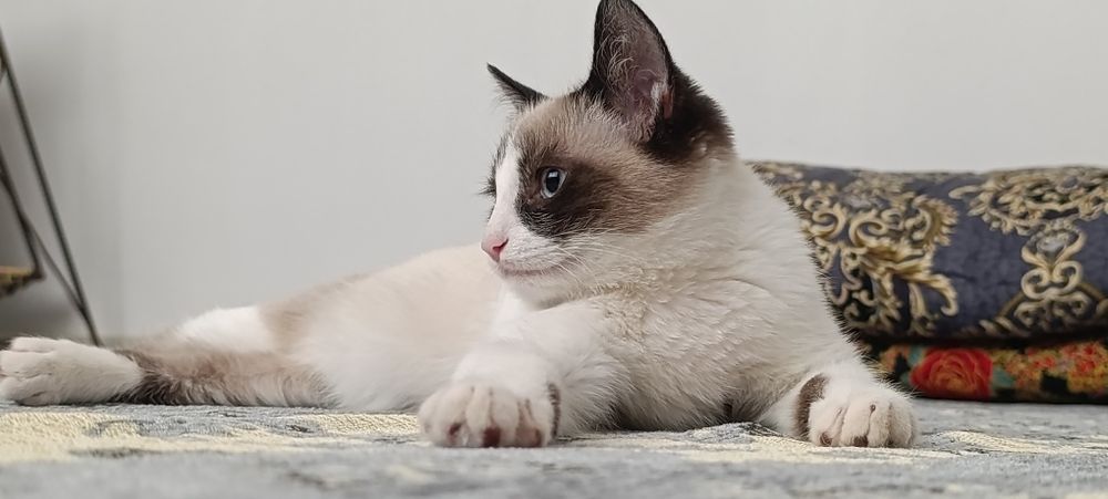 Котик продается сиамская