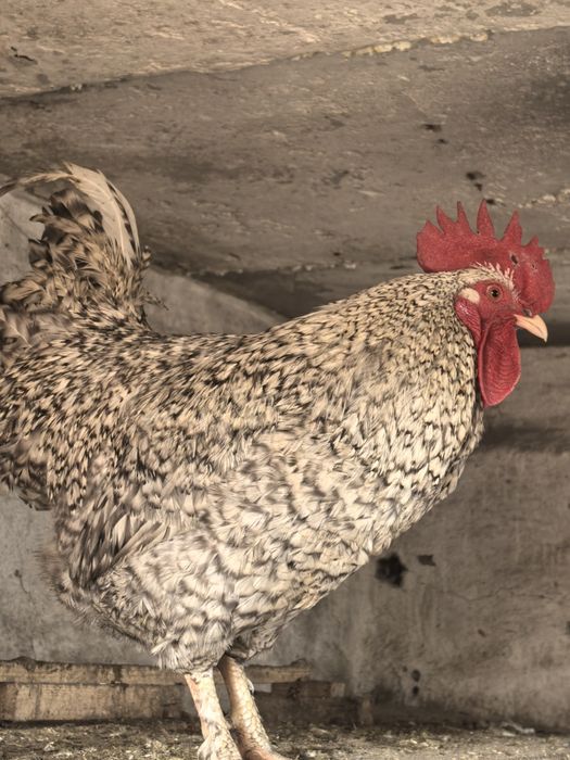 Продаётся  петух