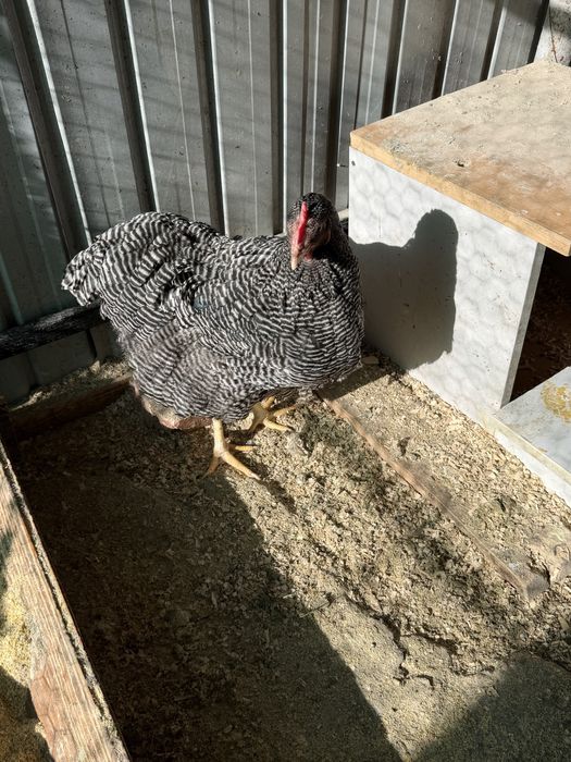 Ouă incubat Plymouth