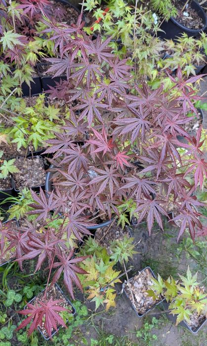 Artar japonez rosu/verde/potocaliu, peste 60 de soiuri