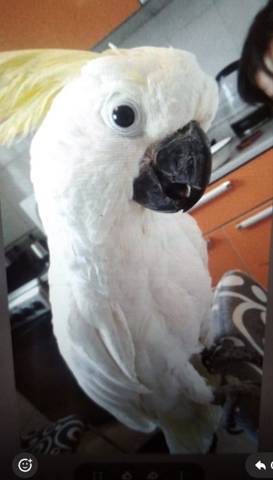 Продам попугая Какаду Кешу