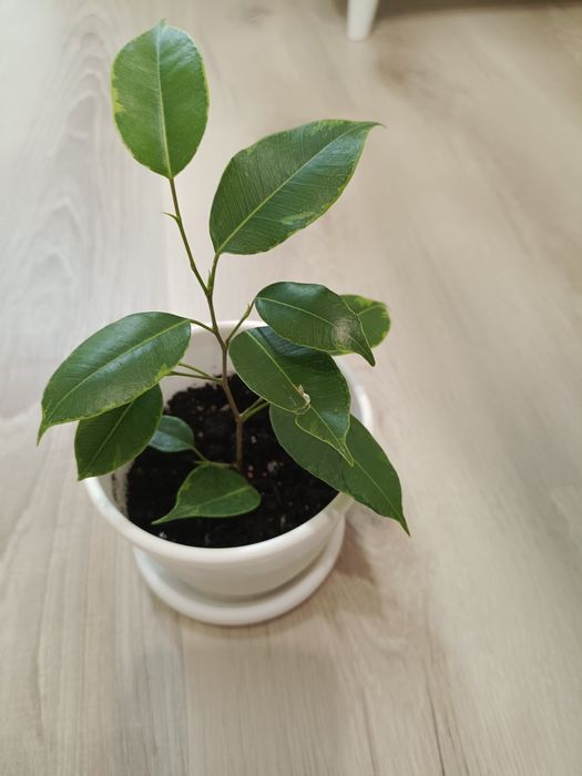 Комнатные растения фикусы