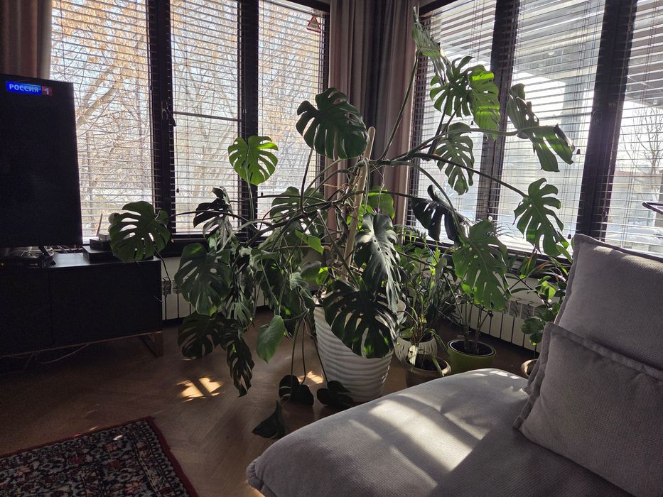 Растение Монстера большое