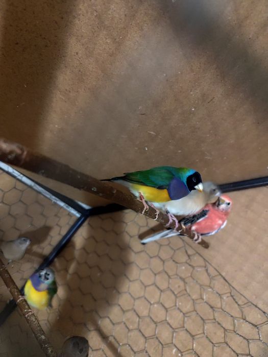 De vânzare Gould Amandine