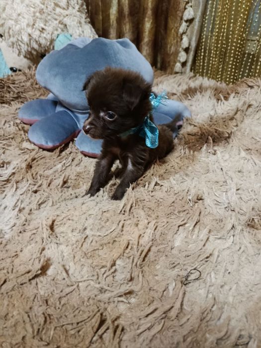 Отдаю щеняток в добрые руки