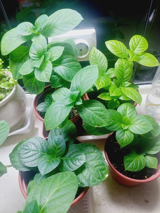 Гортензия, энотера, традесканция