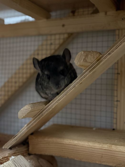 Pui de Chinchilla