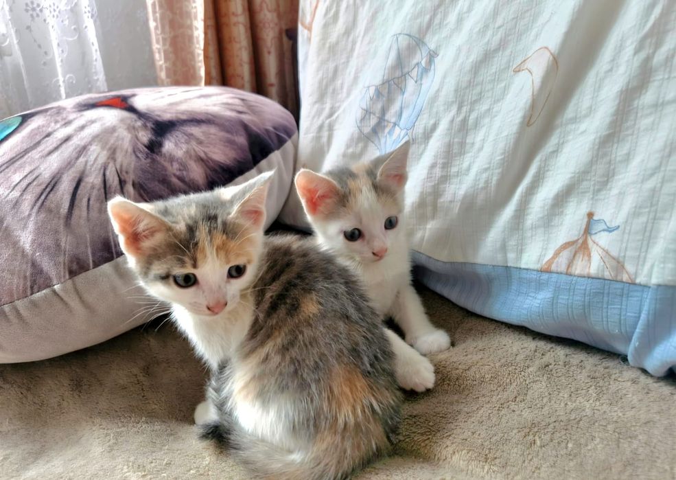 Продаются котята