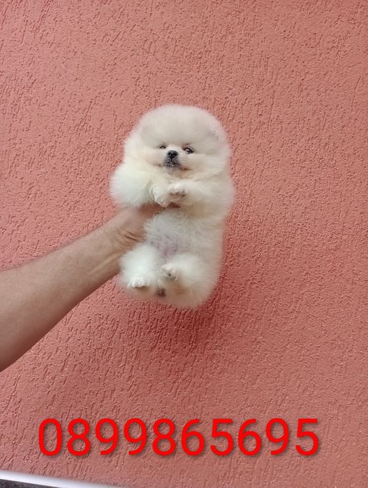 Мини Померани. Момиче и момче. Реални снимки !!!