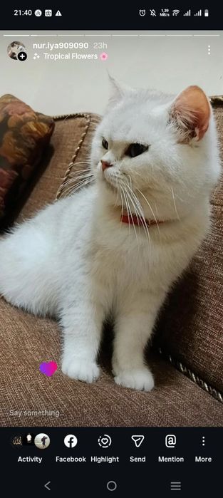 Viyaskaga qiz mushuk uchrashuvga taklif qiladi biritaniskiy serbiristi