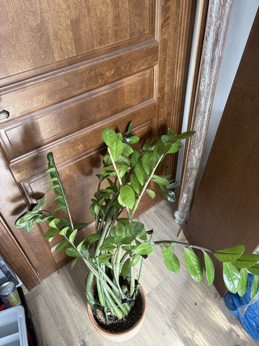 Замиокулькас в керамическом горшке