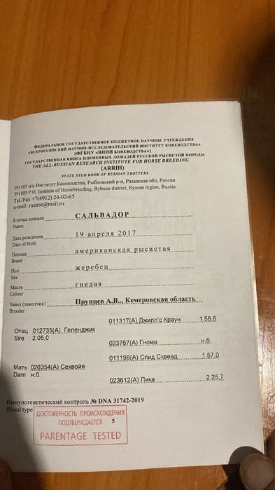 Продам американца