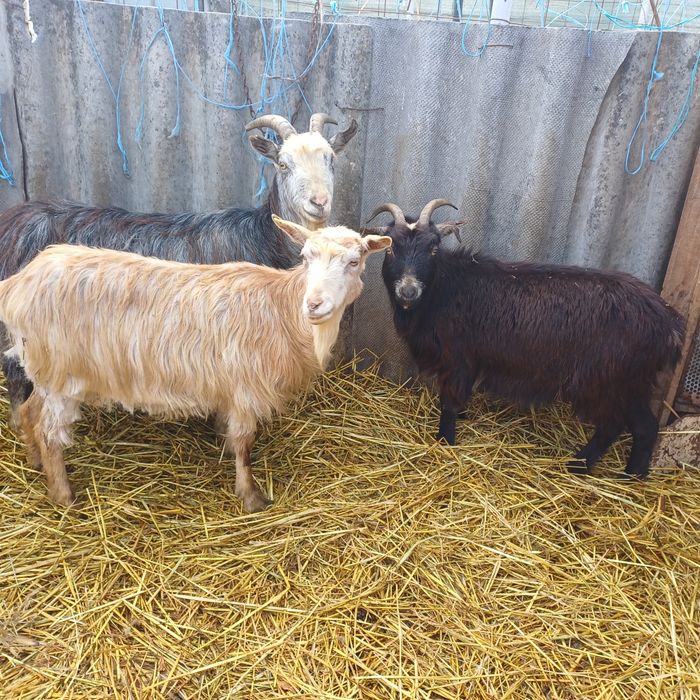 Vand oi si capre impreuna