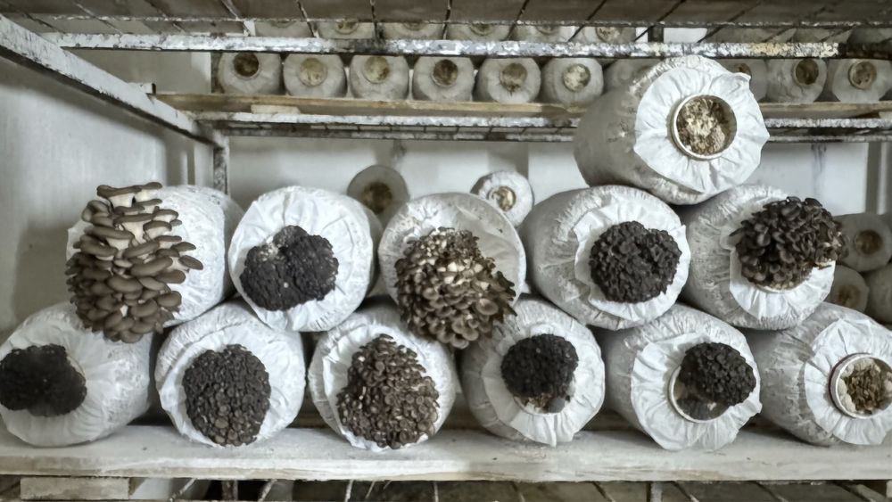 Продам Грибной бизнес