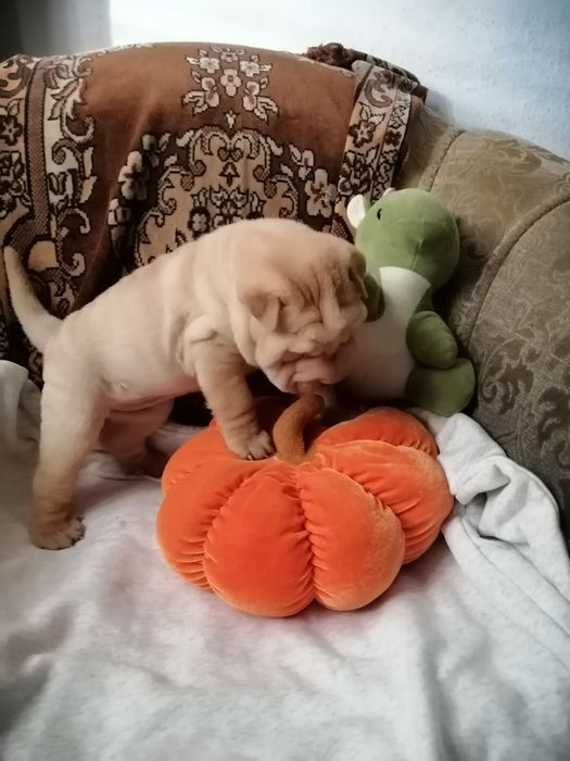 Бронь малышек три девочки