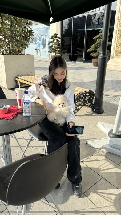 Померанский шпиц