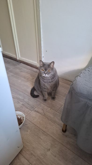 Отдам кота в хорошие руки