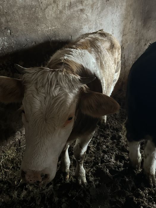 Vand Tauras si vitea