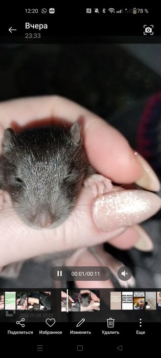 Крысята декоративные