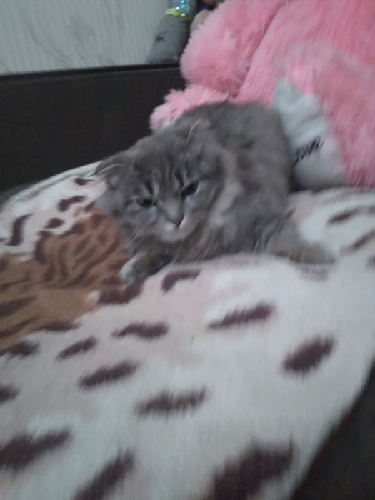 Продам кошку вислоухая