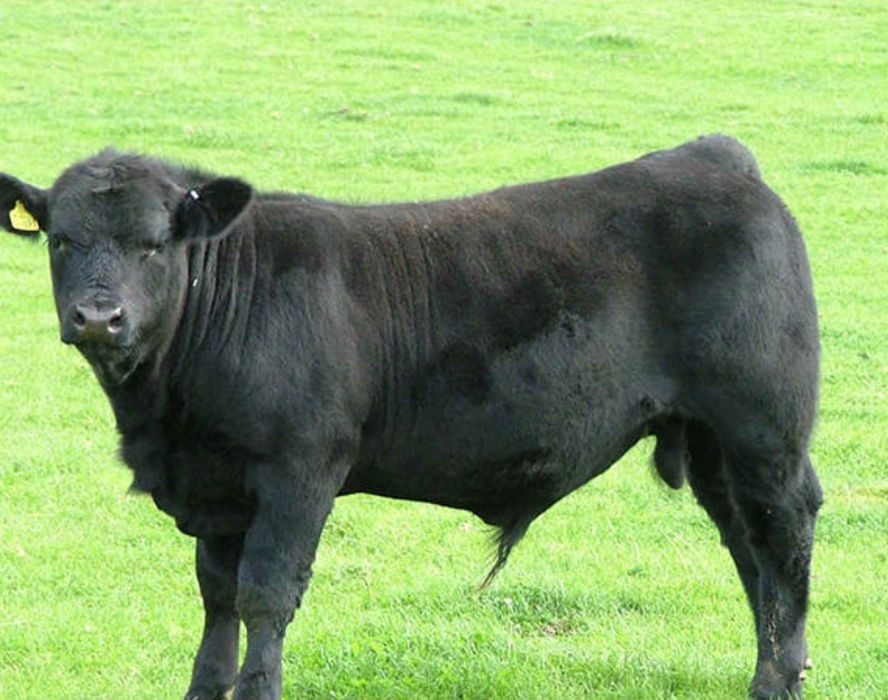 Ангус - Бычки телки