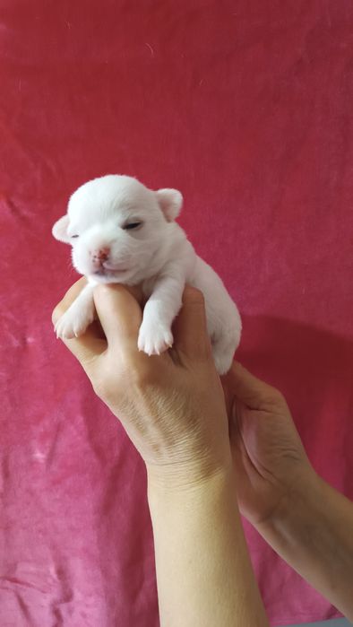 Крошки чихуахуа  щенки