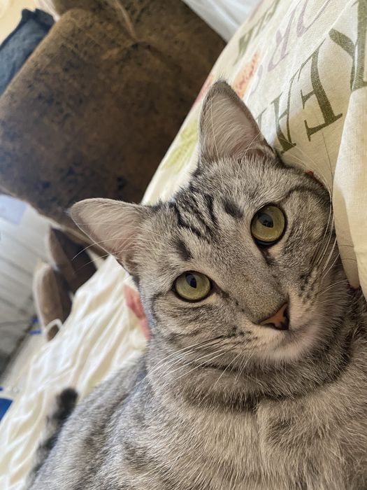 Отдам кота в хорошие руки.