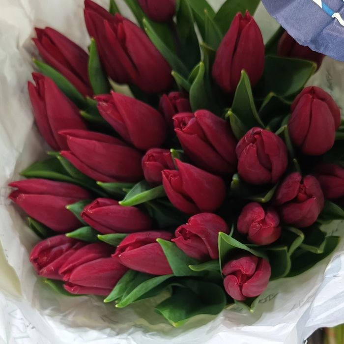 Тюльпаны свежие 25шт банч