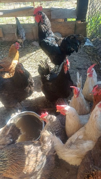 Продам кур кученские,австролорп молодые